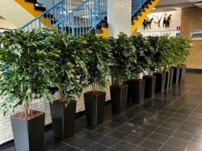 Kunstplanten op school: 3 suggesties Kunstplanten op school: 3 suggesties