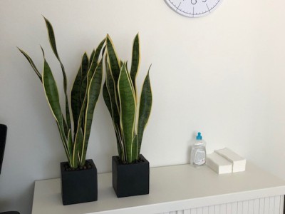 5 kunstplantjes voor in uw winkel 5 kunstplantjes voor in uw winkel