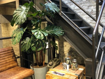 Een Monstera kunstplant kopen? Wij geven 3 tips Een Monstera kunstplant kopen? Wij geven 3 tips