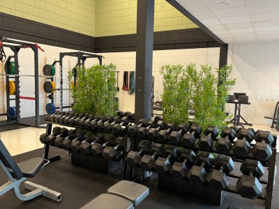 Kunstbamboe planten geleverd aan Elite performance te Almere Kunstbamboe planten geleverd aan Elite performance te Almere