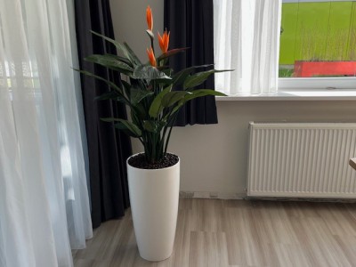 Klanten van De Groot Decoraties voortaan bediend door De Interieurbeplanter uit Elburg