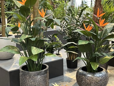 5 voordelen van een Strelitzia kunstplant (Paradijsvogelplant) 5 voordelen van een Strelitzia kunstplant (Paradijsvogelplant)