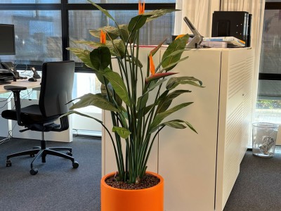 Een echte of kunst Strelitzia kopen? Onze vergelijking op 5 punten Een echte of kunst Strelitzia kopen? Onze vergelijking op 5 punten