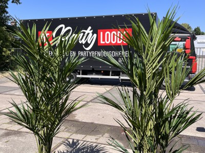 Nieuwe kunstpalmen voor de Partyloods te Den Haag Nieuwe kunstpalmen voor de Partyloods te Den Haag
