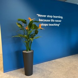 Business Center Steenwijk - kunstplanten voor het opleidings- en kenniscentrum van Overijssel Business Center Steenwijk - kunstplanten voor het opleidings- en kenniscentrum van Overijssel