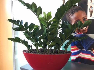 5 kunstplantjes voor op kantoor 5 kunstplantjes voor op kantoor