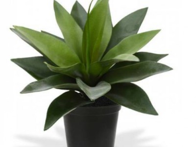 Nep plantjes: 5 redenen om ze te kopen Nep plantjes: 5 redenen om ze te kopen