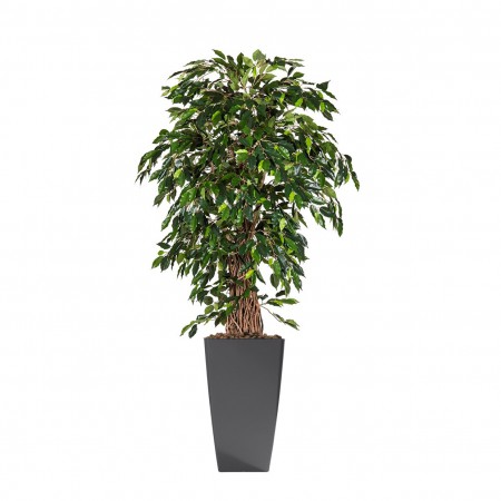 Ficus tropical liane arrangement Ficus tropical liane arrangement
