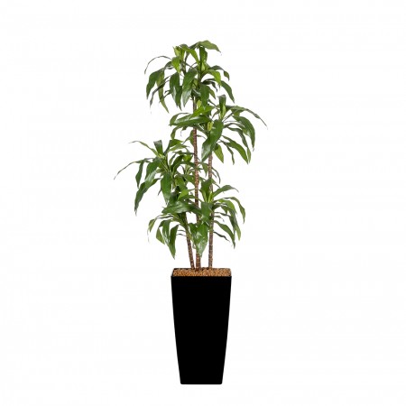 Kunstplant Dracaena Fragans Steud Arrangement Kunstplant Dracaena Fragans Steud Arrangement