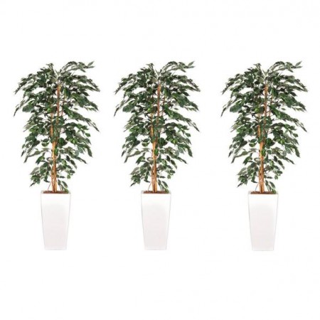 Drie ficussen kant en klaar in sierpot Drie ficussen kant en klaar in sierpot