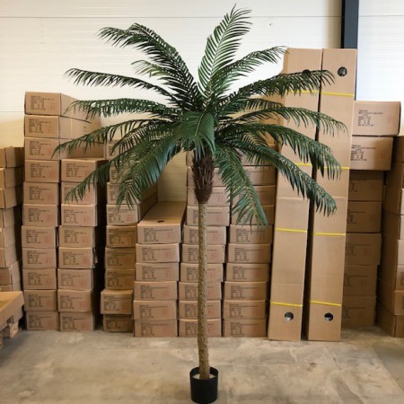 Phoenixpalm 240cm Phoenixpalm 240cm