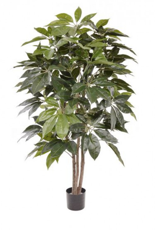 Scheflera Amate 150cm Scheflera Amate 150cm