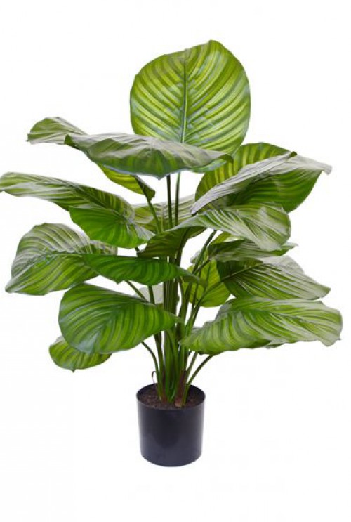 Calathea Fasciata kunstplant 70 cm Calathea Fasciata kunstplant 70 cm