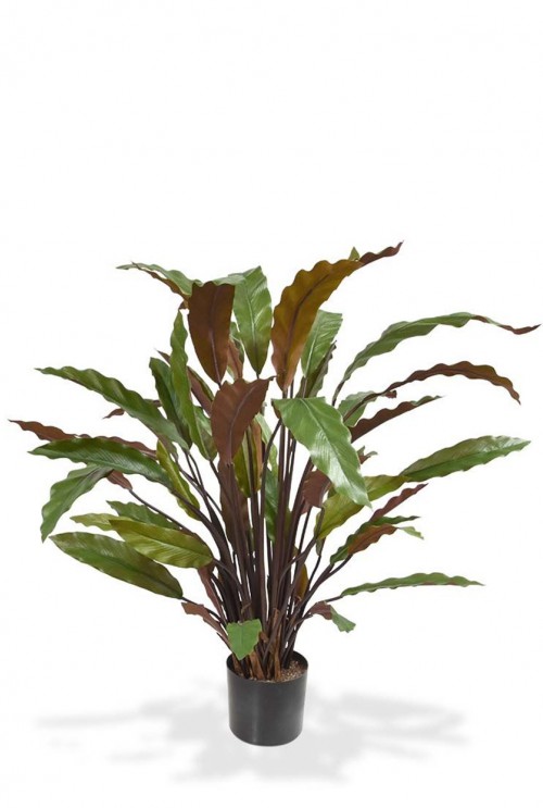 Calathea Red