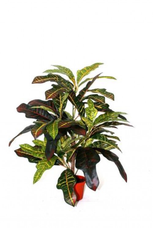 Croton Windowplant 50cm