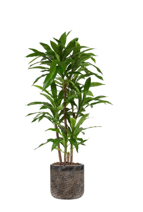 Draceana Fragrans XL Kunstplant 130cm Draceana Fragrans XL Kunstplant 130cm