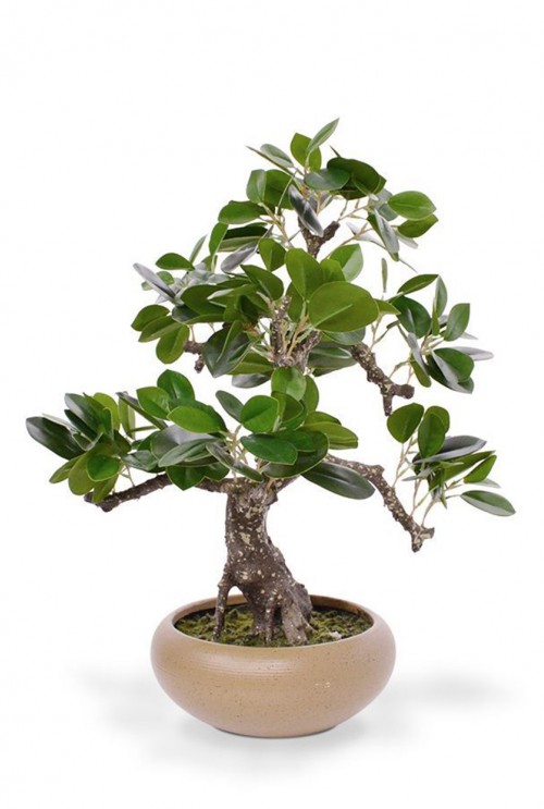 Ficus Retusa kunst Bonsai 50 cm in schaal