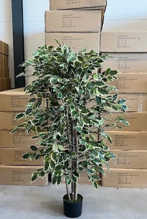 Ficus bont promo 150cm Ficus bont promo 150cm