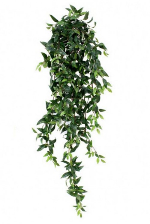 Ruscus hangplant 125m Ruscus hangplant 125m