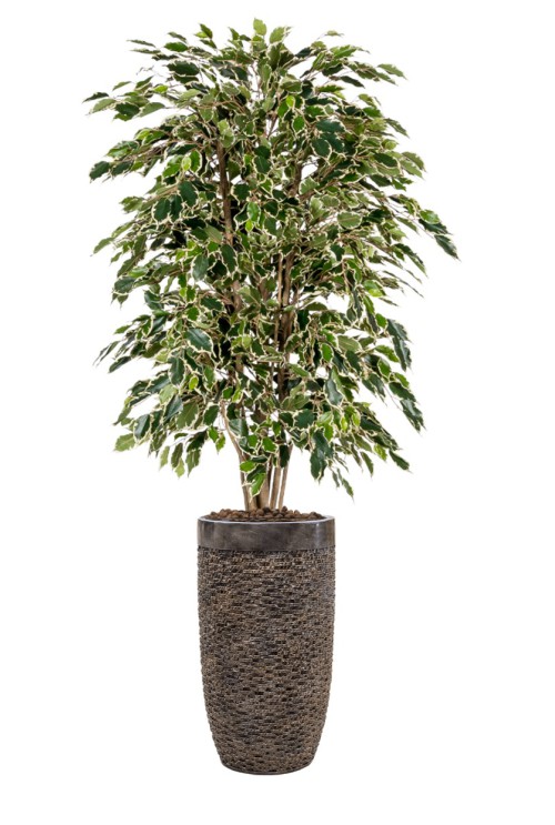 Kunstplant Ficus Exotica bont Kunstplant Ficus Exotica bont