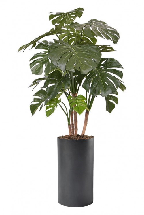 Monstera de luxe 140cm Monstera de luxe 140cm