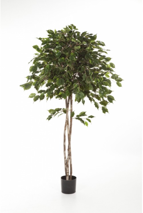 Kunstplant Ficus Exotica Umbrella Kunstplant Ficus Exotica Umbrella