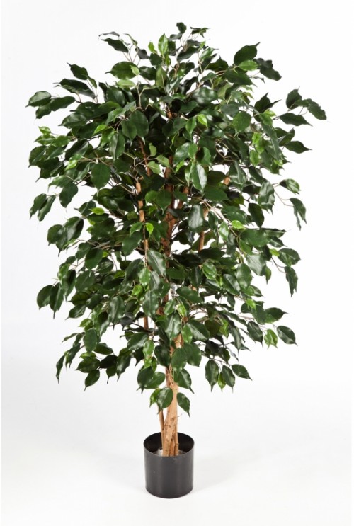 Kunstplant Ficus Nitida Exotica
