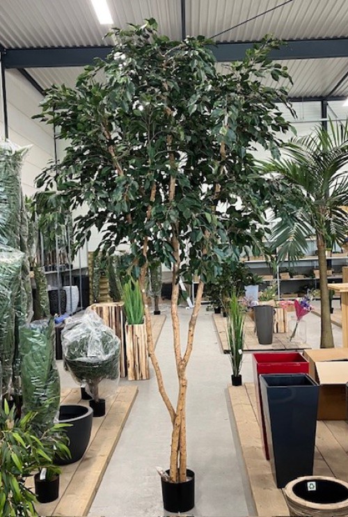 Laatste Ficus boom 330cm Laatste Ficus boom 330cm