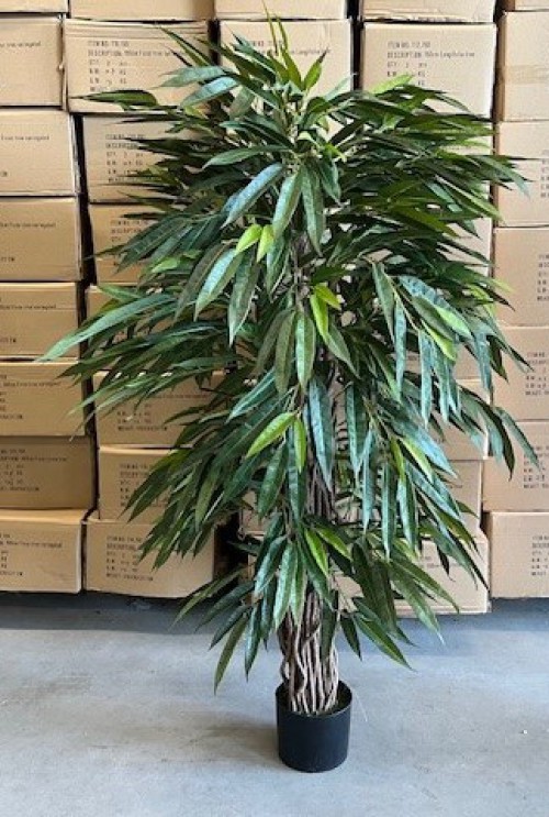 Longifolia promo 150cm Longifolia promo 150cm