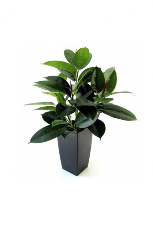 Philodendron Windowplant 50cm Philodendron Windowplant 50cm