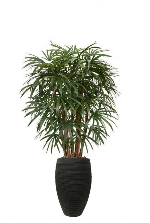 Raphis Palm XL Deluxe 130 cm