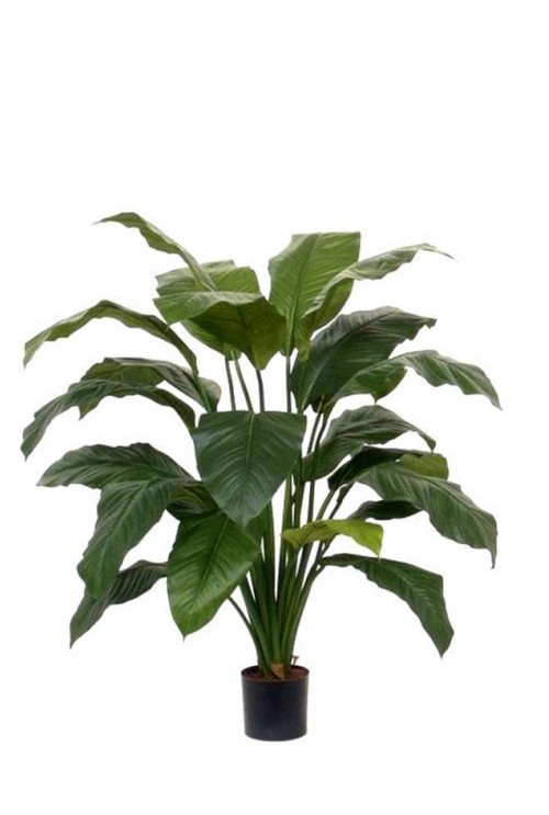 Spathiphyllum 100cm