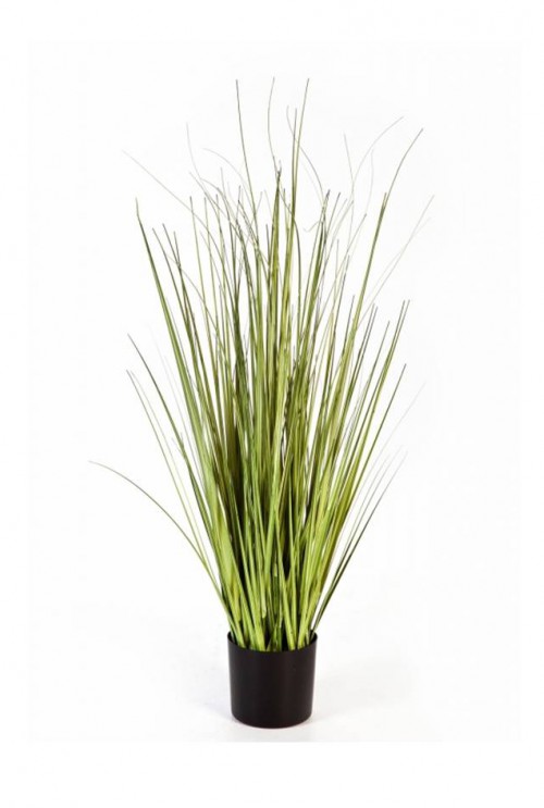 Variegated Carex Grass Variegated Carex Grass