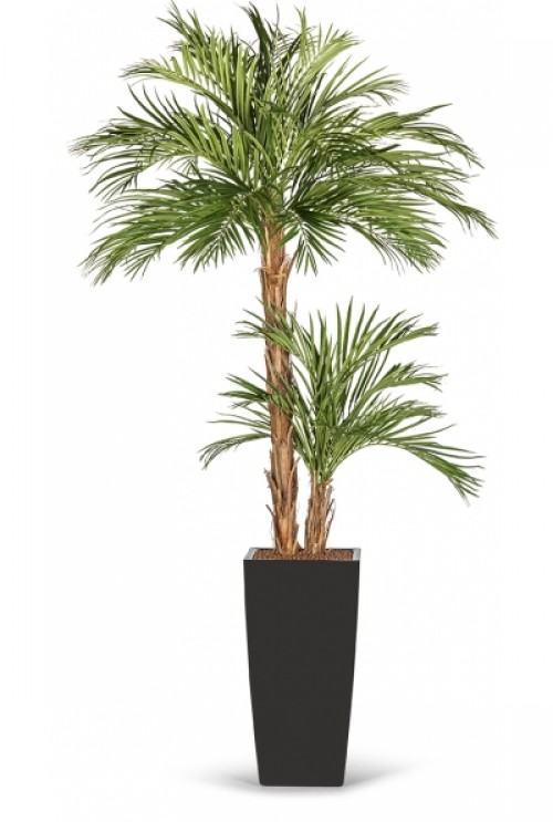 Kentia kunstpalm Areca tweestammig Kentia kunstpalm Areca tweestammig