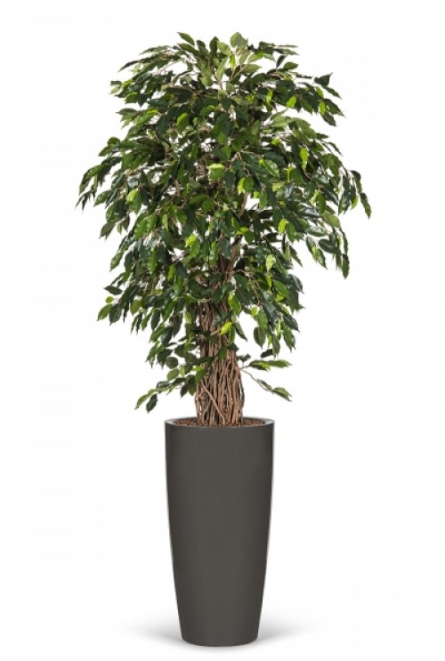 Kunstboom Ficus Tropical Liana Kunstboom Ficus Tropical Liana