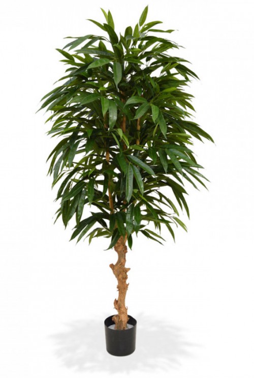 Longifolia de Luxe 165cm