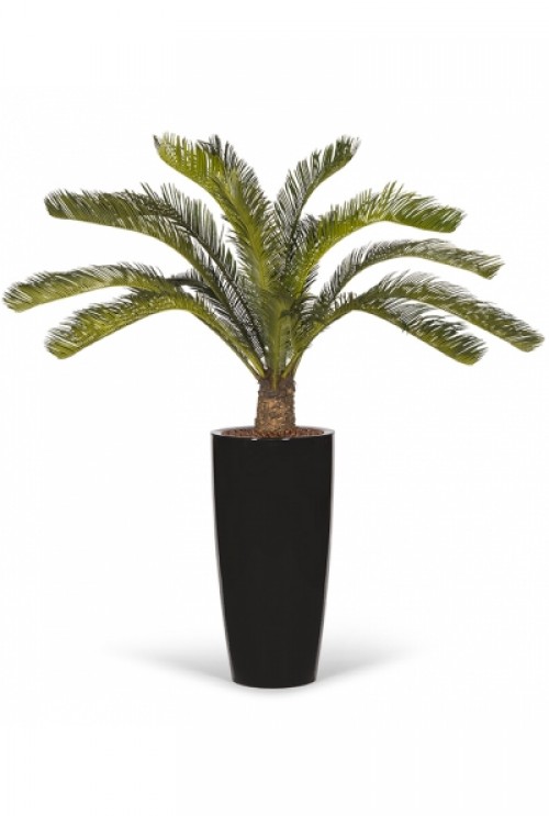 Cycas kunstpalm Cycas kunstpalm