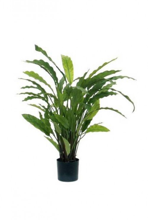Calathea groen 60cm Calathea groen 60cm