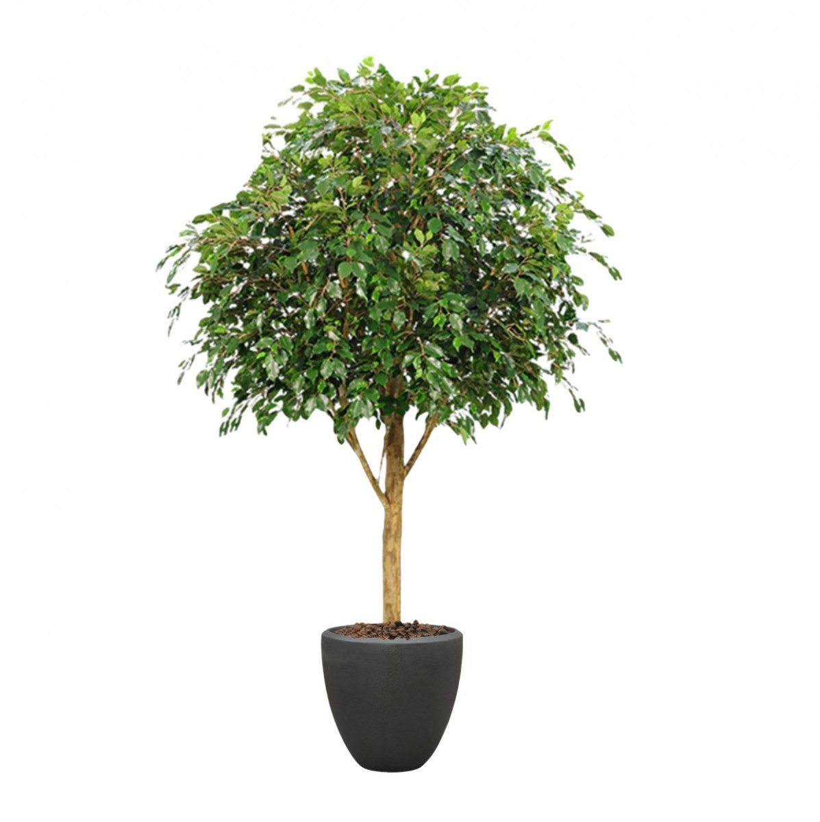 earth ficus gemini