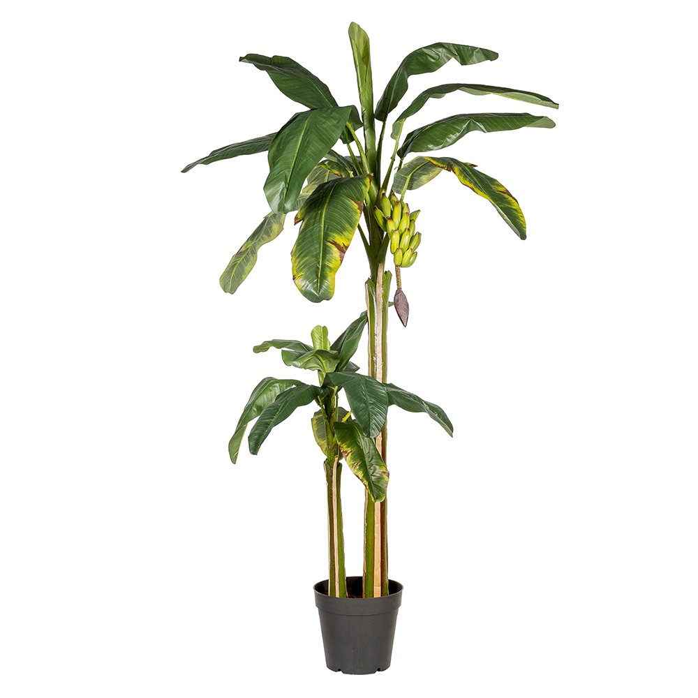 bedelaar Vlekkeloos Op de grond De kunstplant bananenboom koopt u bij De Groot Decoraties!