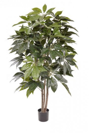 Scheflera Amate 150cm Scheflera Amate 150cm