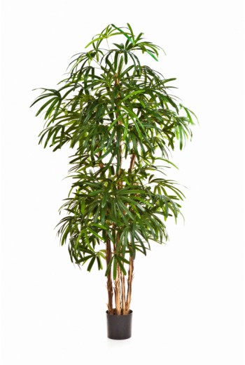 Kunstpalm Natural Raphis Kunstpalm Natural Raphis