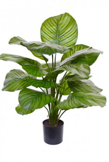 Calathea Fasciata kunstplant 70 cm Calathea Fasciata kunstplant 70 cm