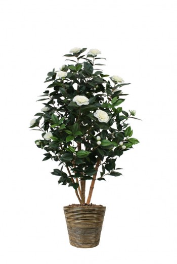Camelia Japonica creme Camelia Japonica creme