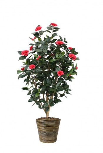 Camelia Japonica rose