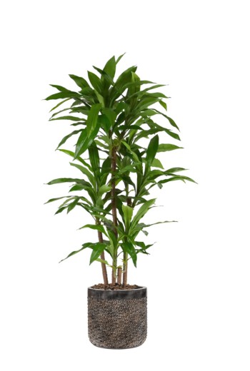 Draceana Fragrans XL Kunstplant 130cm Draceana Fragrans XL Kunstplant 130cm