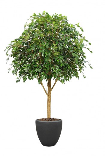Ficus Exotica Giant 290 kunstboom FR Ficus Exotica Giant 290 kunstboom FR