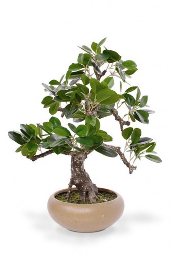 Ficus Retusa kunst Bonsai 50 cm in schaal Ficus Retusa kunst Bonsai 50 cm in schaal