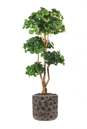 Ginko Bonsai deluxe kunstboom 170cm Ginko Bonsai deluxe kunstboom 170cm