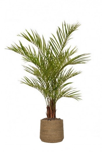 Areca Kunstpalm deluxe 150 cm Areca Kunstpalm deluxe 150 cm